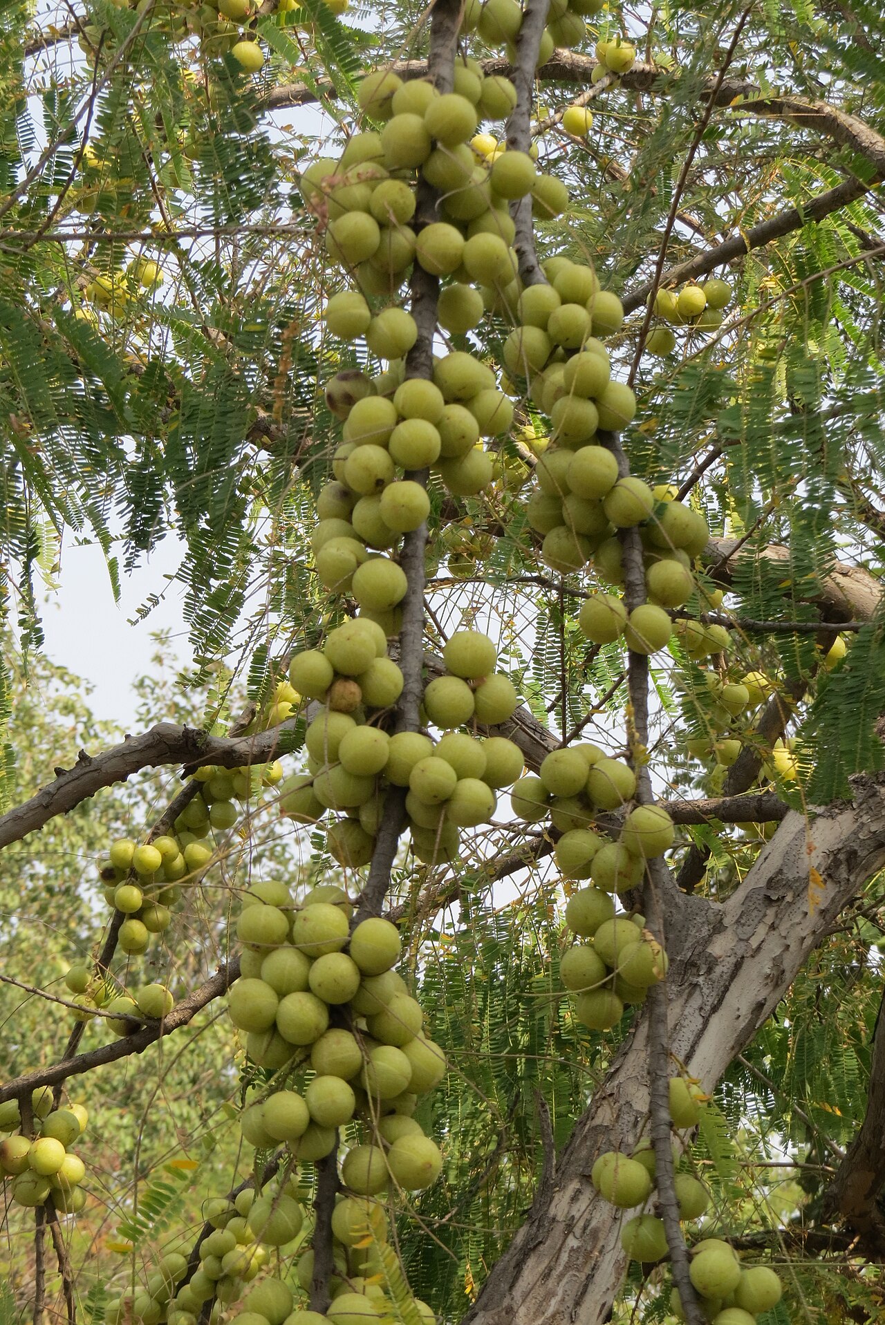 Amla