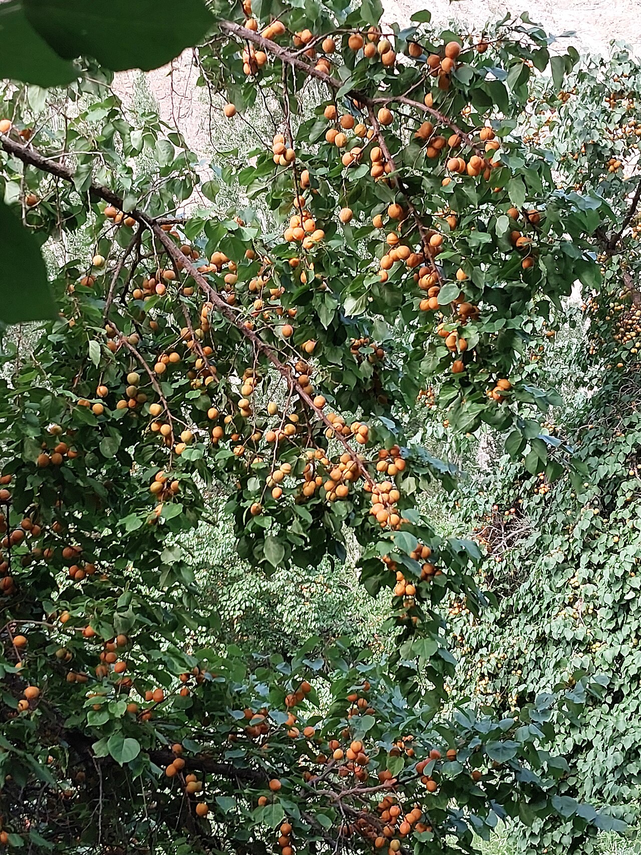 Apricot (Ladakh)