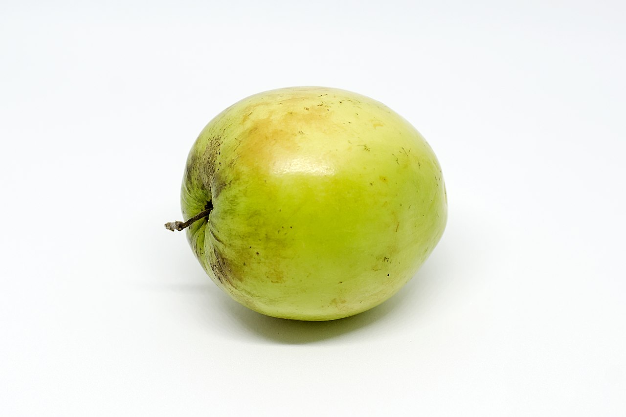 Ber (Indian Jujube)