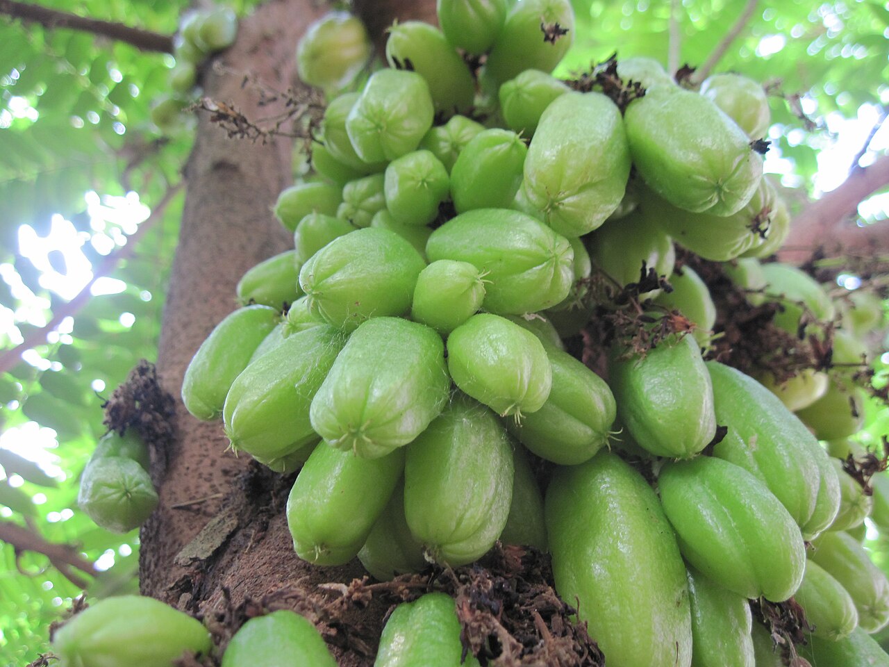 Bilimbi