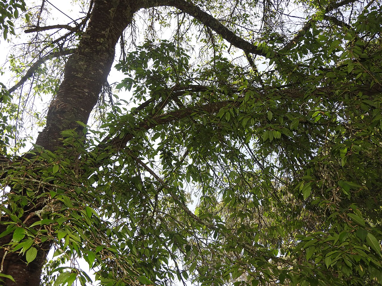 Bird Cherry (Himalayan)
