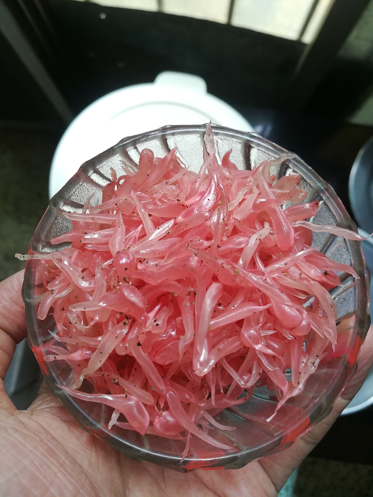 Chakotra Pomelo