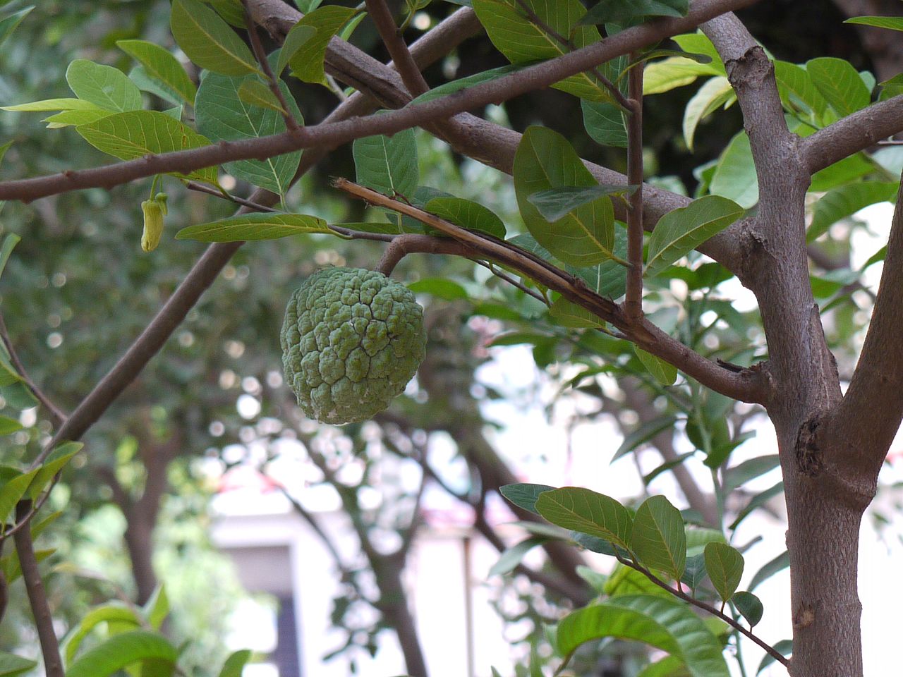 Custard Apple (Sitaphal)