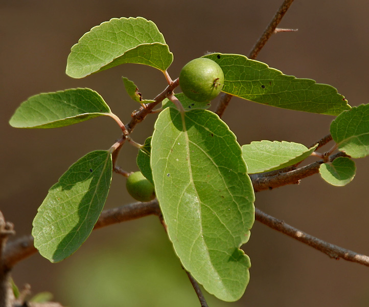 Governor's Plum