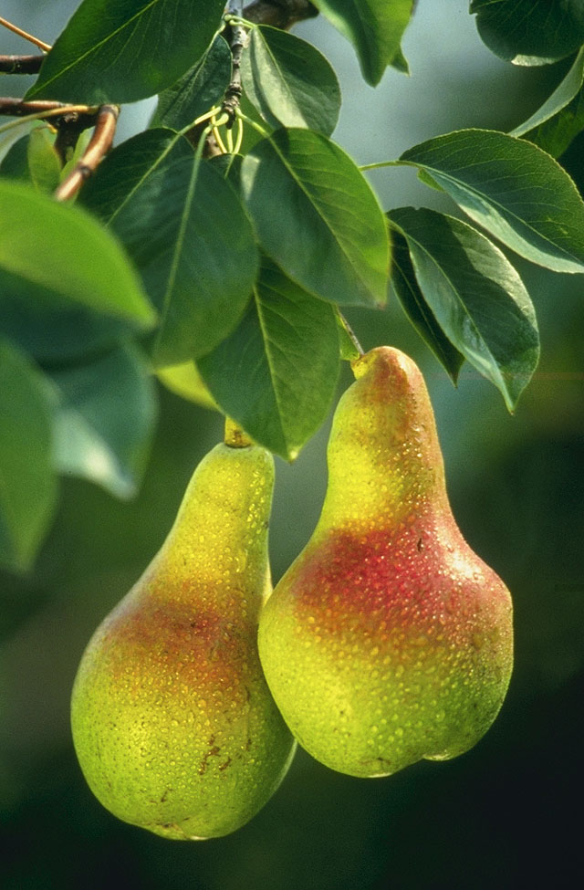 Green Pear