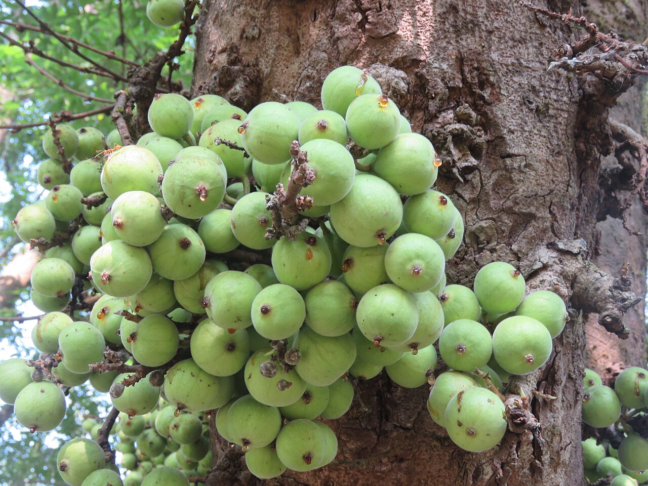 Gular (Cluster Fig)