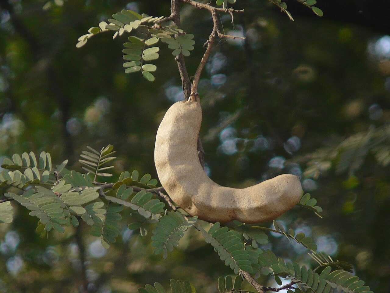 Imli (Tamarind)