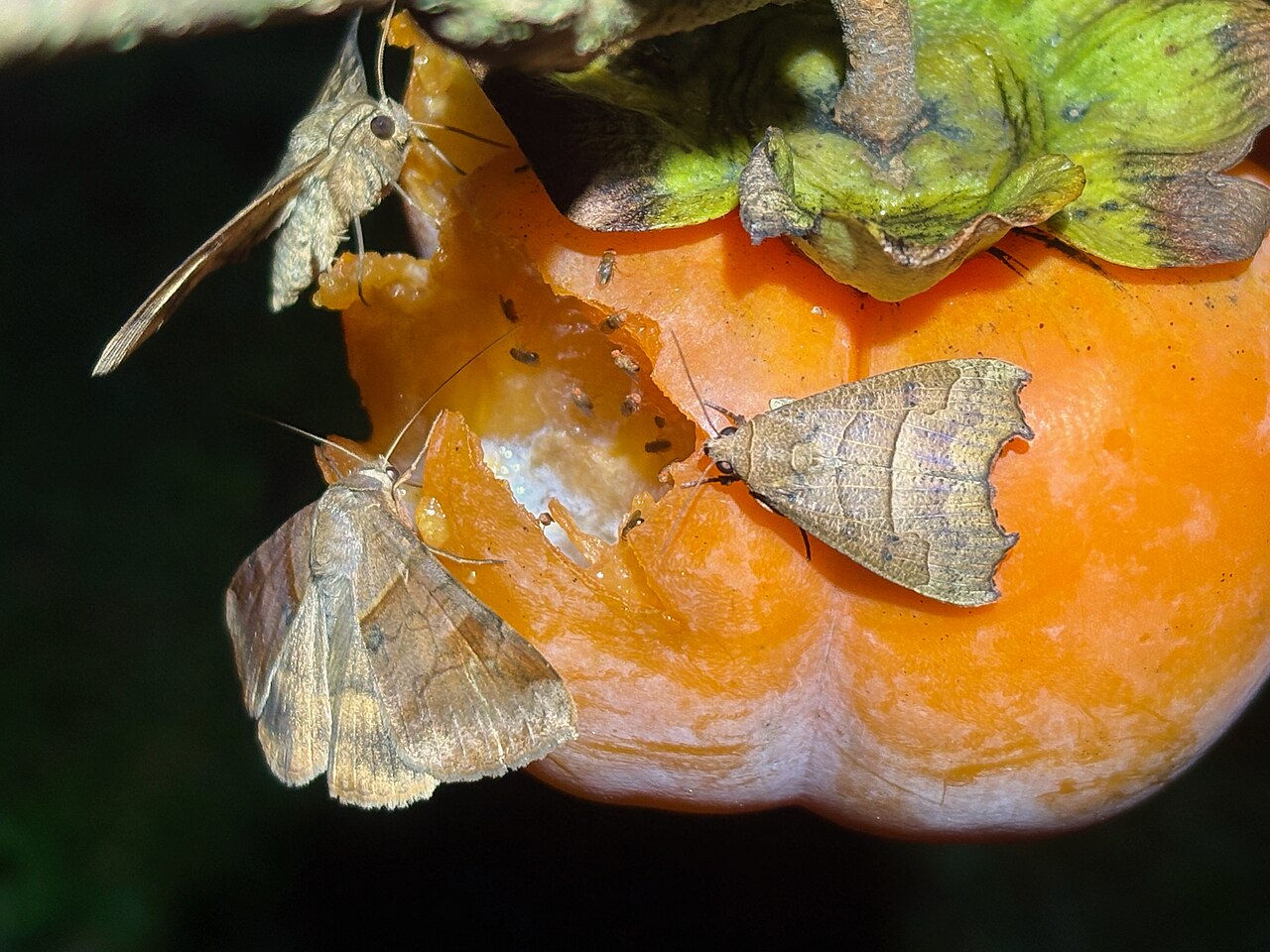Indian Persimmon