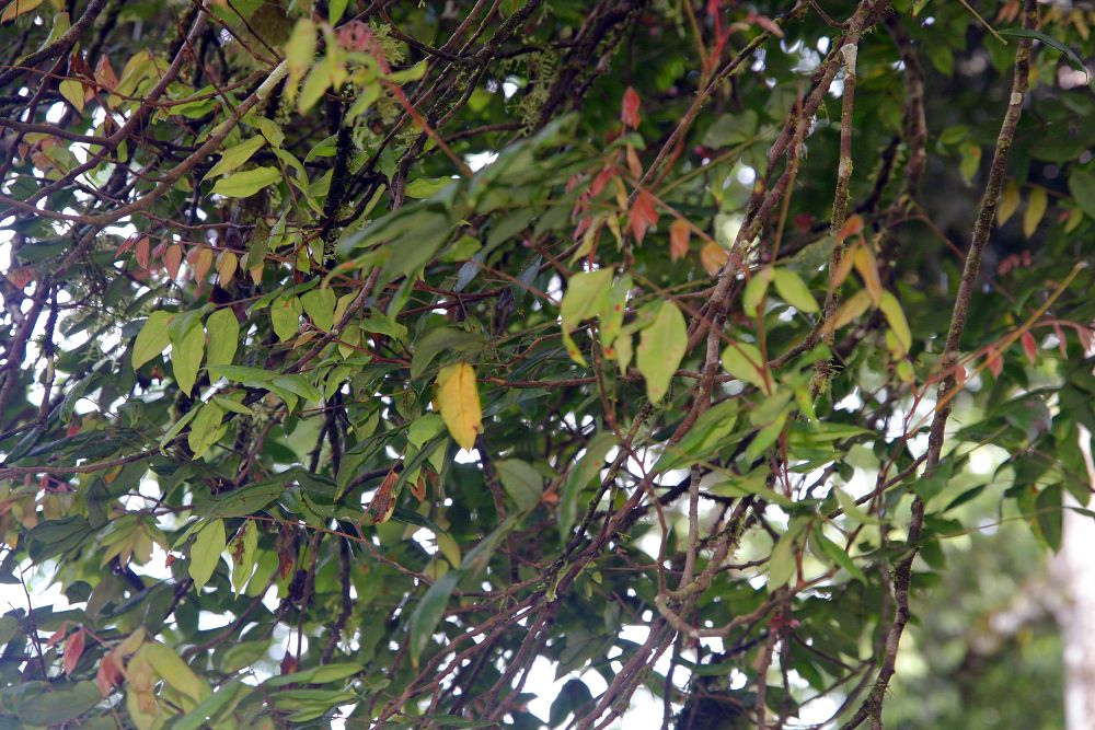 Kamrakh (Star Fruit)