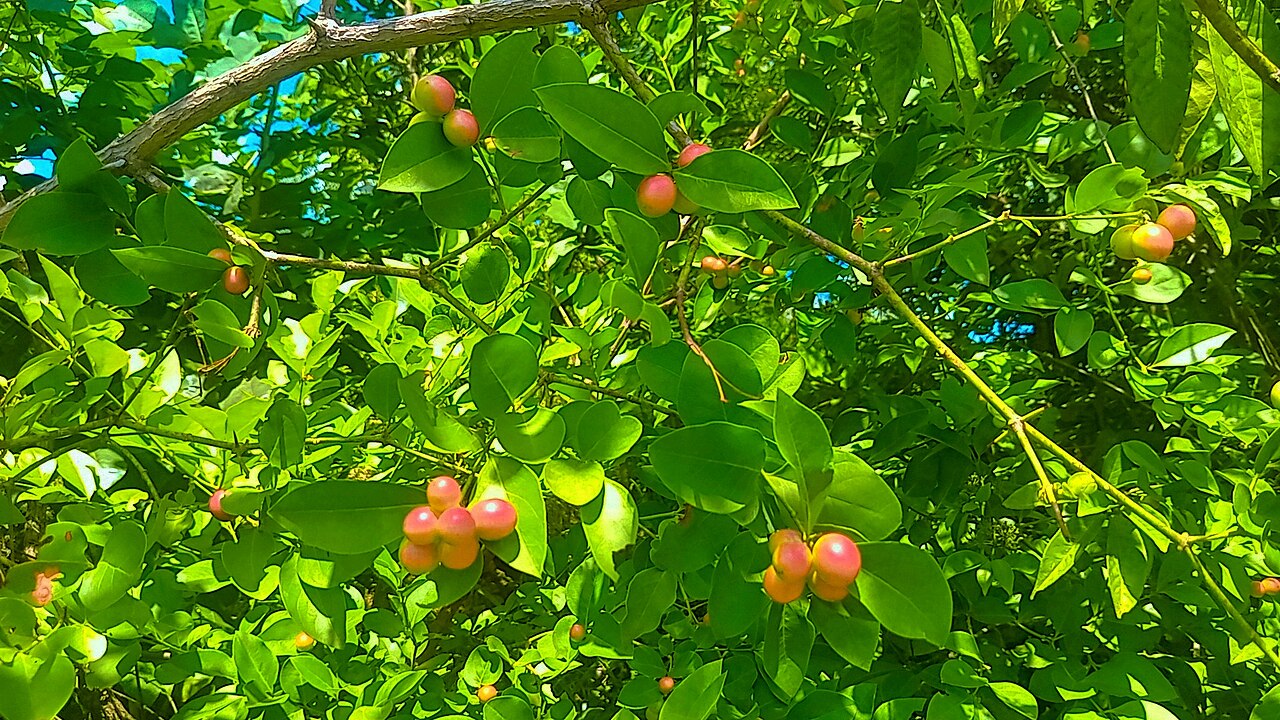 Karonda Red