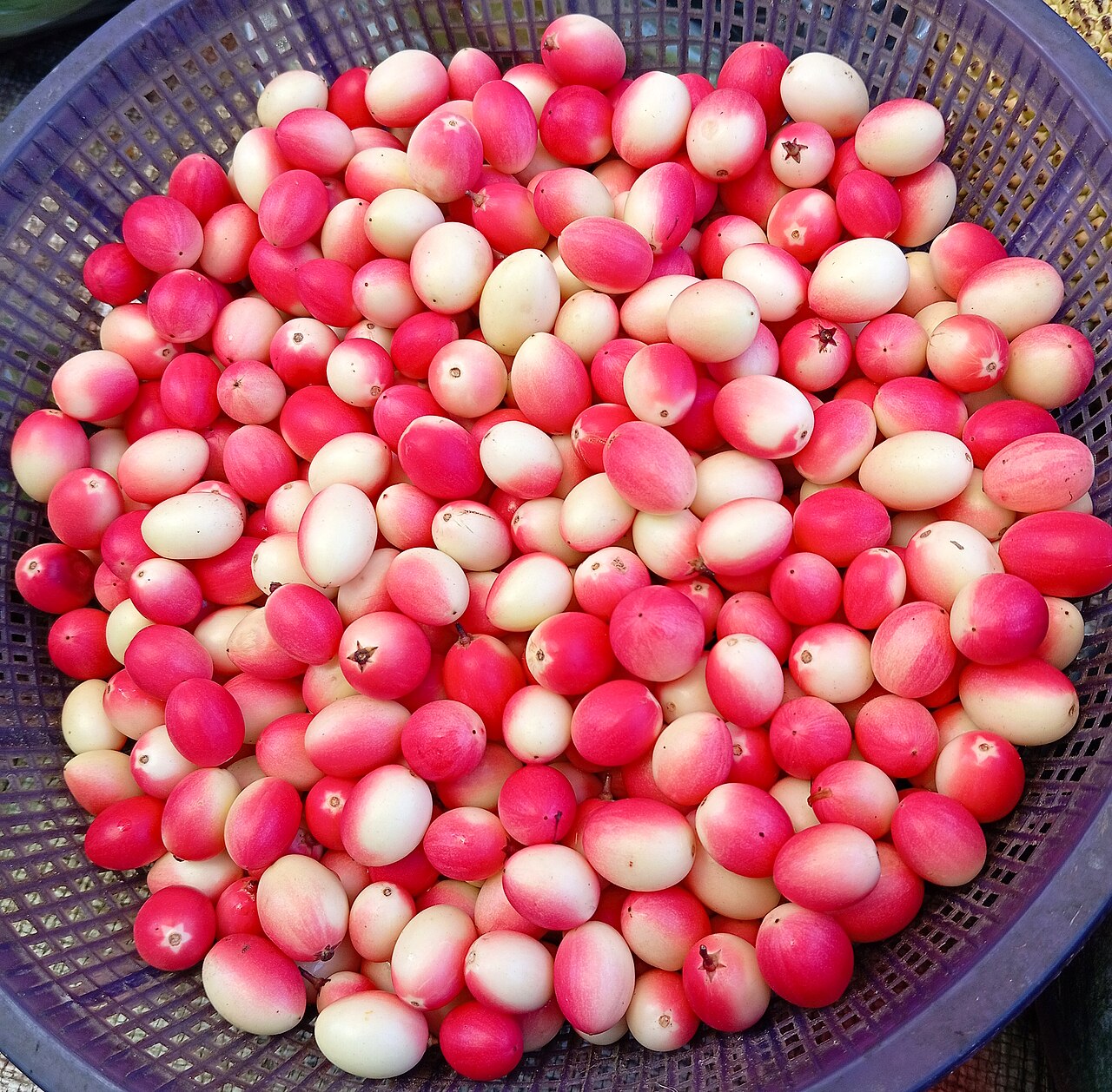 Karvanda
