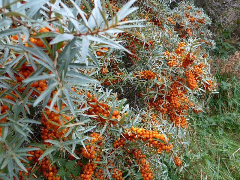 Leh Berry (Sea Buckthorn)
