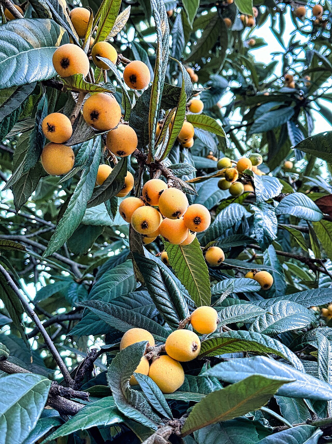 Loquat