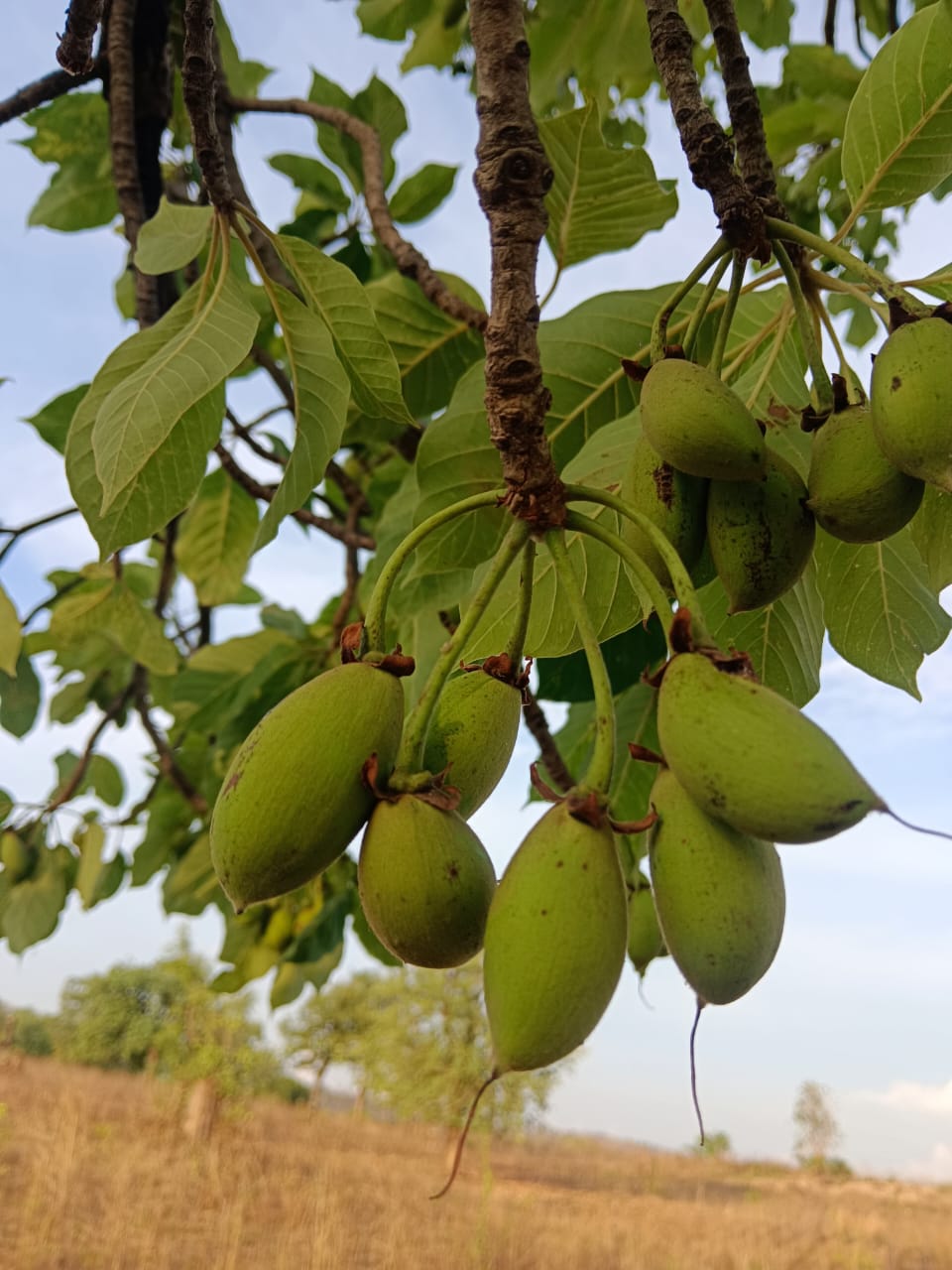 Mahua