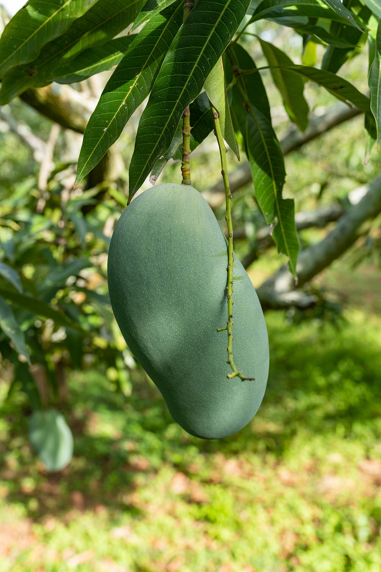 Mallika Mango