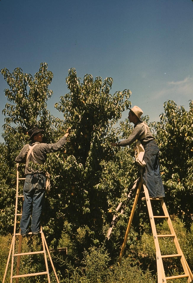 Peach (Shan-e-Punjab)
