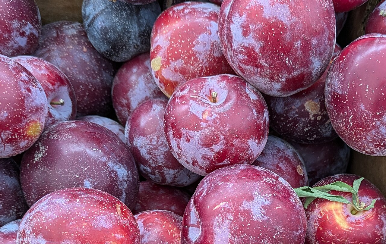 Plum (Santa Rosa)