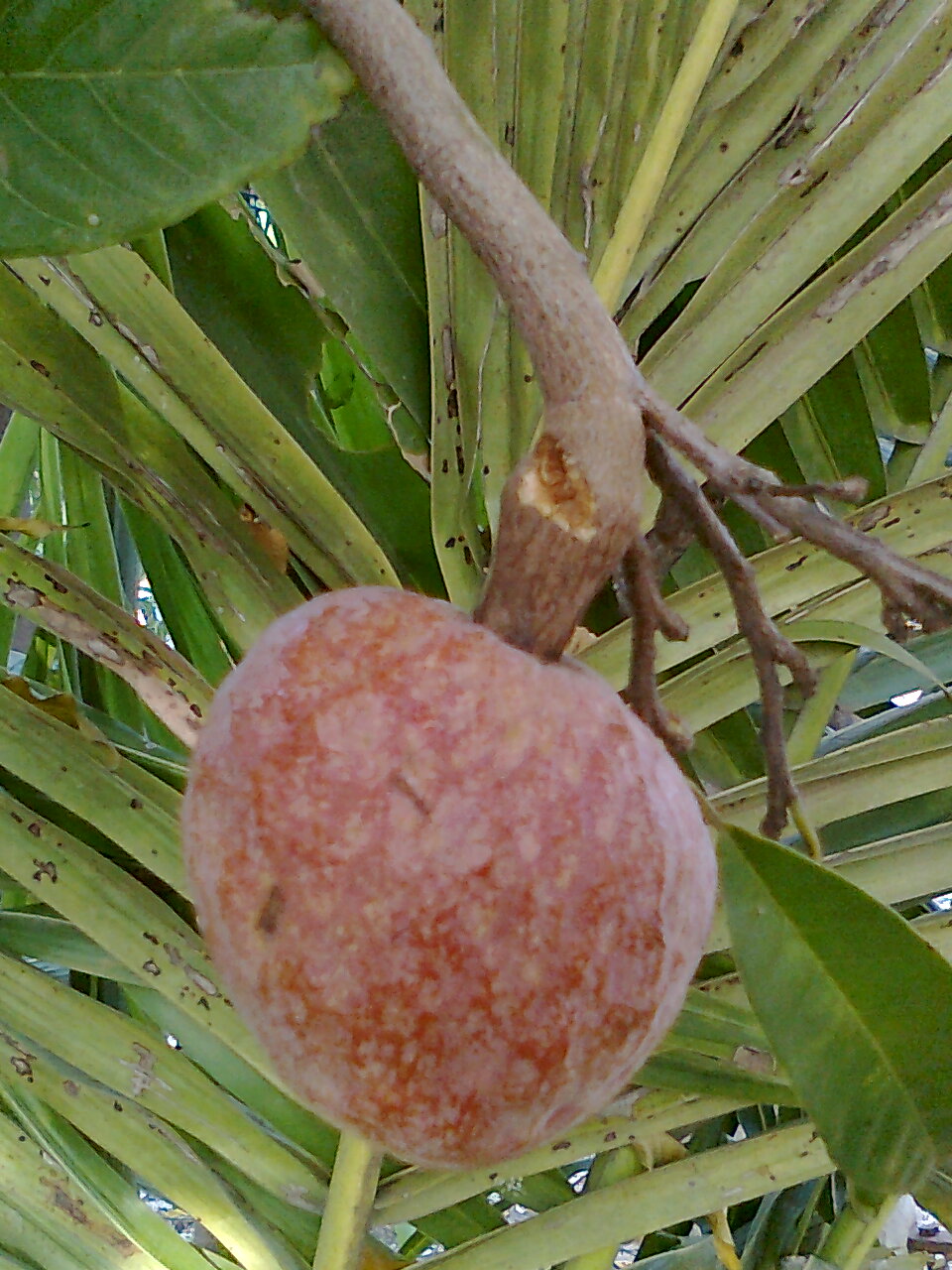 Ramphal