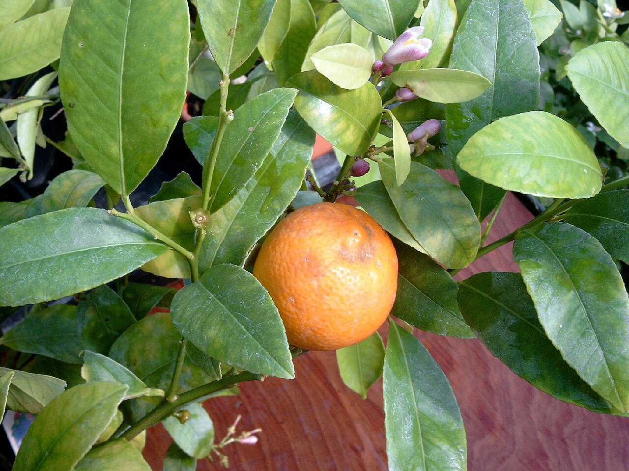 Rangpur Lime