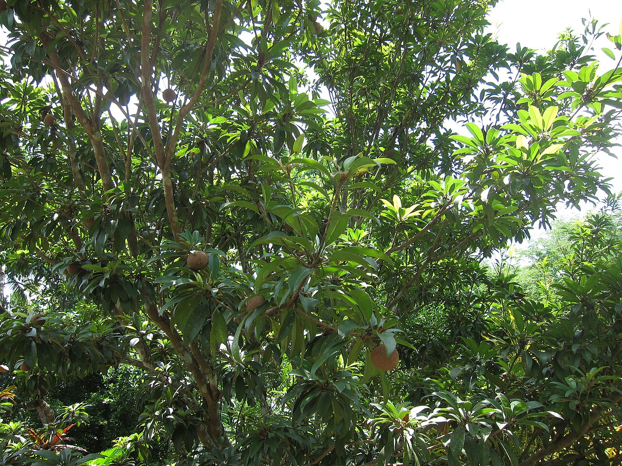 Sapota (Chikoo)