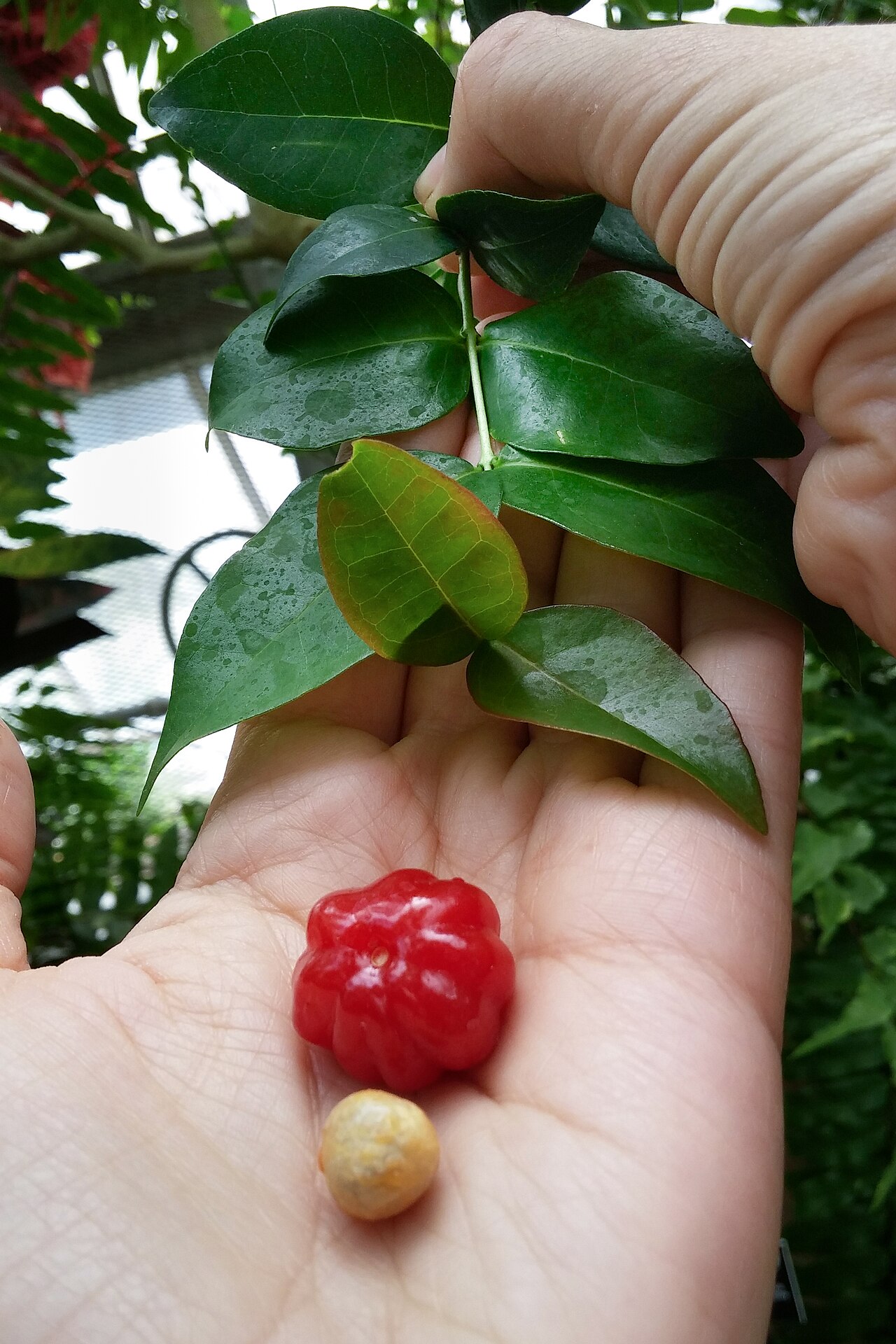 Surinam Cherry