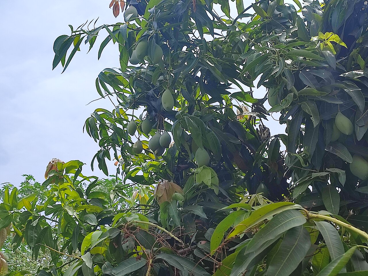 Totapuri Mango