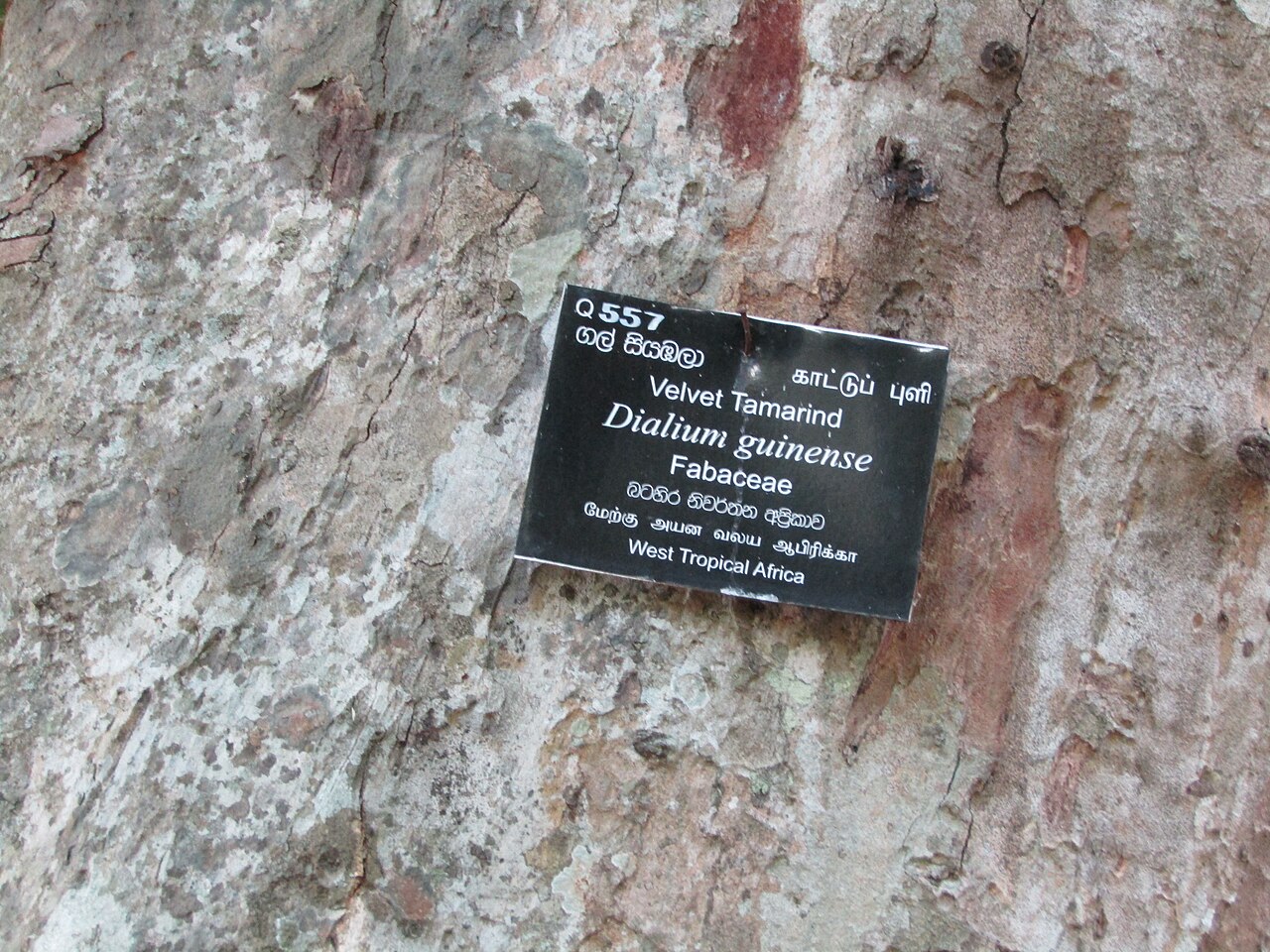 Velvet Tamarind