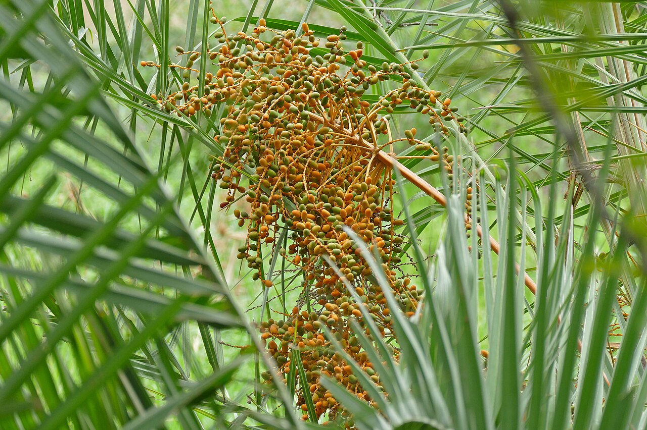 Wild Date (Khajur)